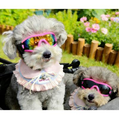 Bekleidung & Schuhe – Hundezubehör