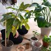 8/10Pcs 12 polegadas Estacas de plantas de eletrocultura Estacas longas de cobre para jardim Enrolamento no sentido horário Fácil de instalar Estacas de cobre multifuncionais para plantas internas