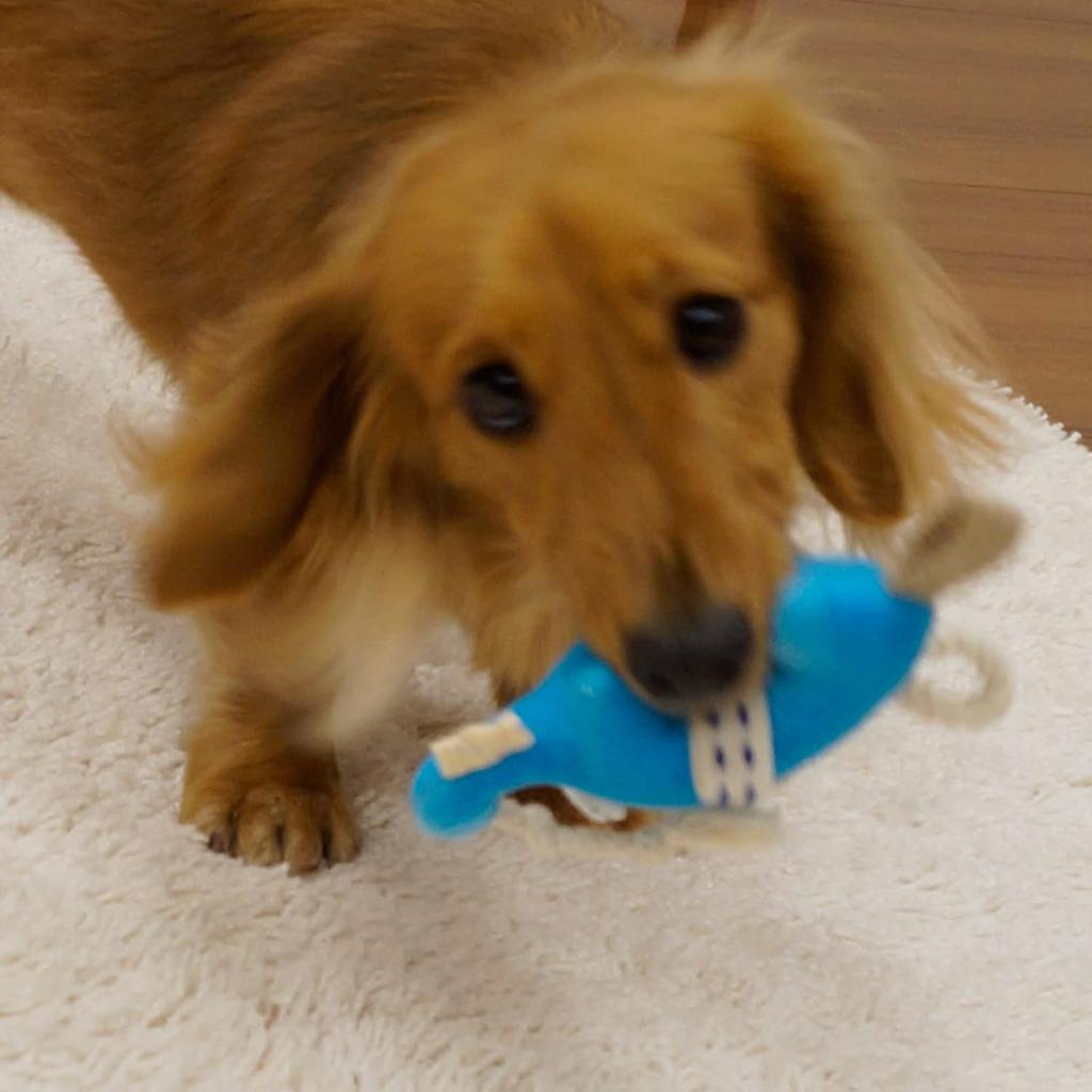 Doggyman Decoful Slon x 2