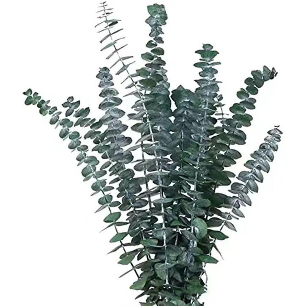10 Pcs Real Leaves Hanging Dried Eucalyptus Large Preserved Eucalyptus Stems  Shower Hanging