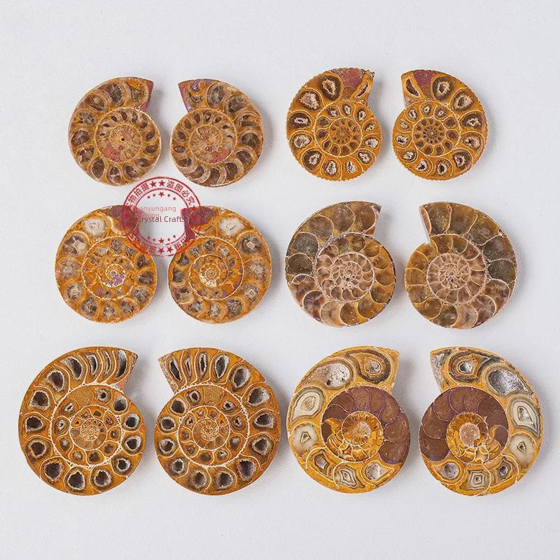 Madagascar Ammonite Fossil Slice - Small Natural Specimen for Craft and Decor