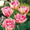 DIY 5D Diamond Painting Fresh Flower Diamond Embroidery Rose Flower Cross Stitch Full Round Drill Resin Home Decor Gift