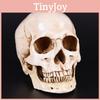 Premium Quality Life Size Human Anatomy White Resin Skull With Timeless Design