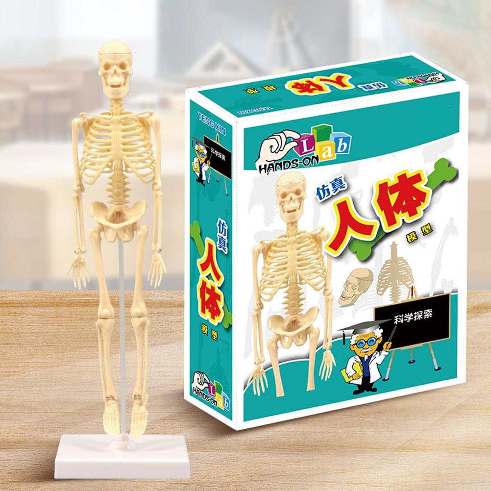 35CM DIY Human Skeleton Educational Model Human Anatomical Anatomy Skeleton Model Medical Science
