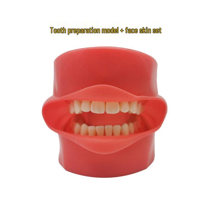 Detachable Full Mouth Dental Model with Face Skin (28 Teeth) for Teaching Practice Others