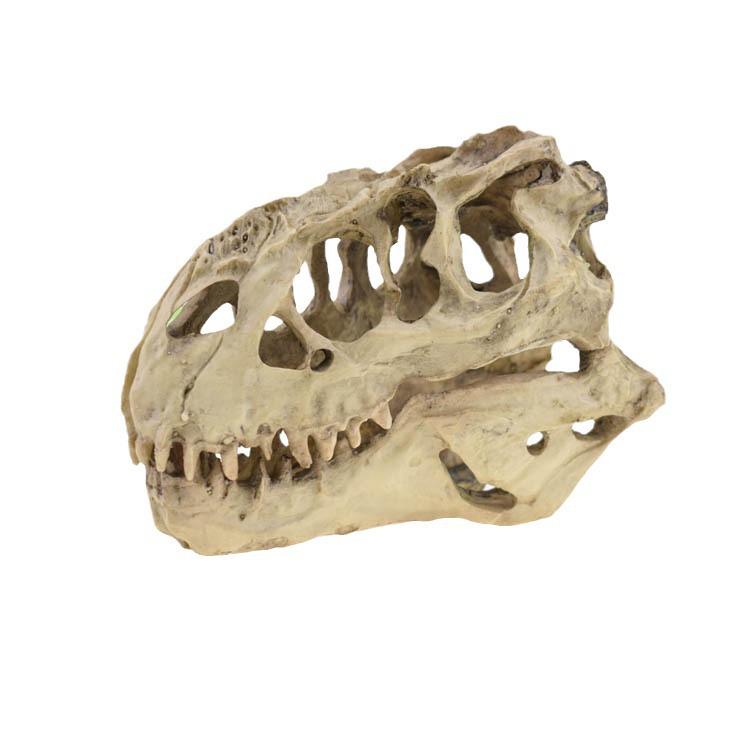 Dinosaur Skull Aquarium Ornament for Fish Tank Landscaping/Decoration