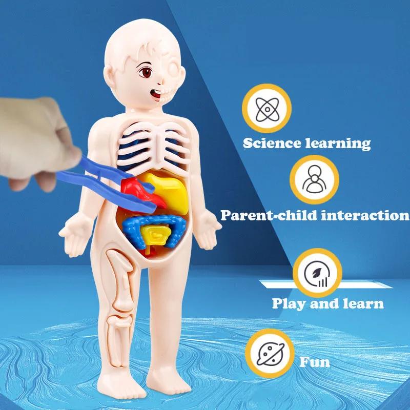 Giocattoli Montessori Educazione Scientifica per Bambini Modello Anatomico degli Organi del Corpo Umano Giocattoli Medici Assemblabili Fai da Te Strumenti Didattici Bambino Bambini