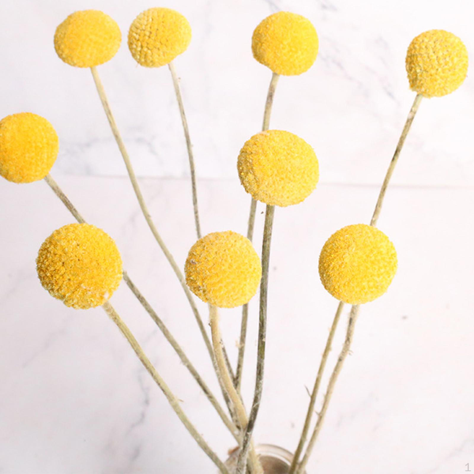 

10 шт. Сушені квіти Краспедія для офісного декору 1cm to 1.5cm