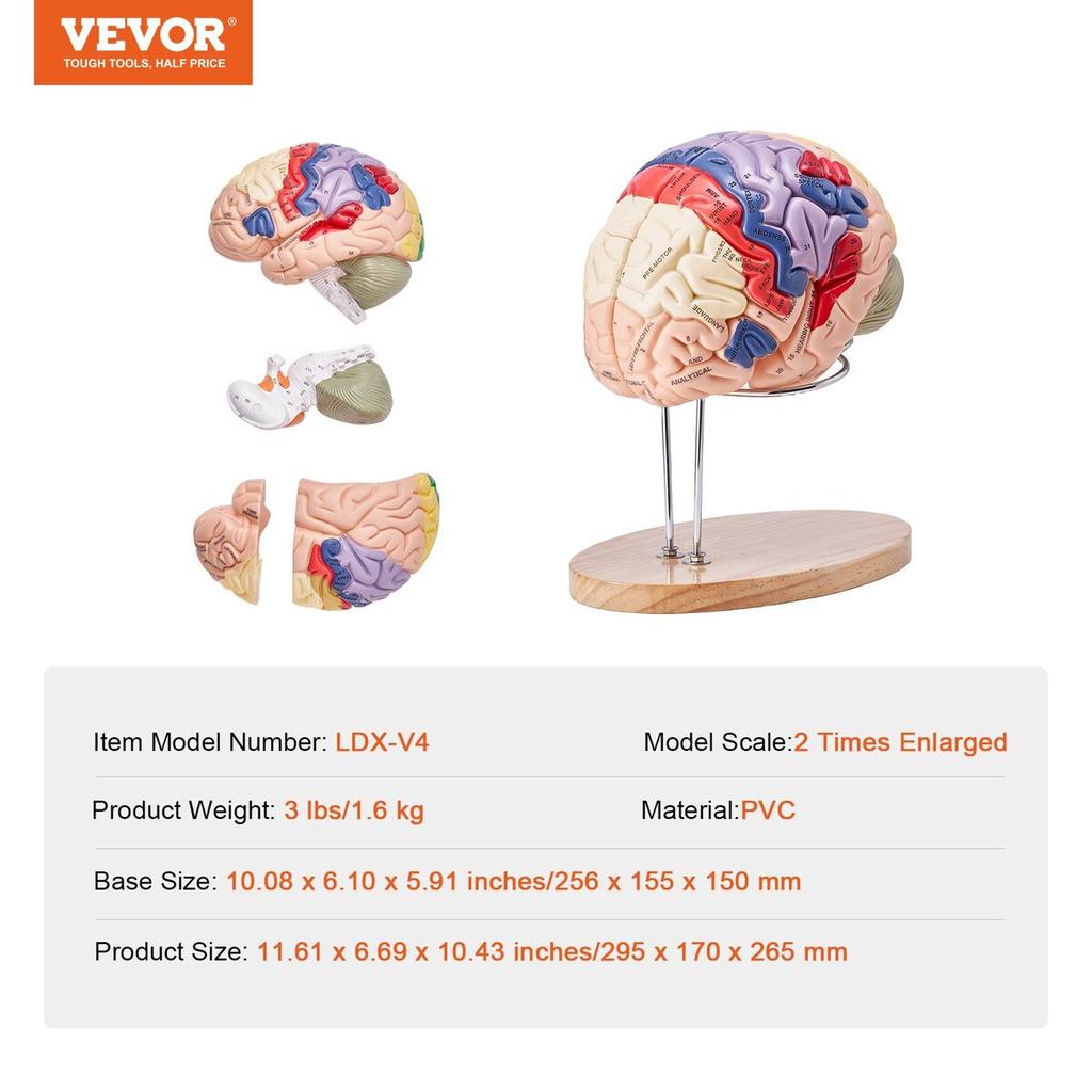 Human Brain Model Anatomy, 2X Life-Size 4-Part Human Brain Anatomical Model with Labels & Display Base, Color-Coded Detachable Brain Model for Science