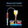 Science Experiment Diy Kidney Unit Model Educational Toy For Kids Classroom Learning
