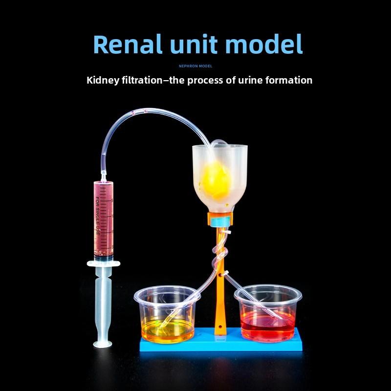 Science Experiment Diy Kidney Unit Model Educational Toy For Kids Classroom Learning