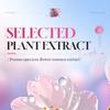 Serum 40ml Sakura Hefe Verjüngendes Feuchtigkeitsserum, Hautpflegeprodukte