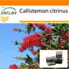 Garden in the Bag - Red Bottle Brush - 400 semen - Se substrátem v padnoucím sáčku - Callistemon citrinus