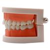 1Pc Dental Teeth Model Standard Teaching Adult Tooth Study Training Tool for Dentistry Lab Learning Material