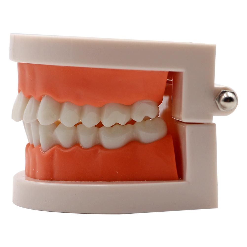1Pc Dental Teeth Model Standard Teaching Adult Tooth Study Training Tool for Dentistry Lab Learning Material