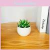 Simulated Succulent Bonsai Pot With Lightweight Pvc For Home Office Interior Design
