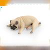 Pug Dog Pvc Model Toy For Childrens Educational Play And Home Decor