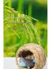 Straw Bird Nest for Budgerigars, Cockatiels, Quails, Pigeons, and Peonies - Hanging Breeding and Egg-Laying Supply