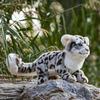 Miniso Realistic Snow Leopard Stuffed Animal Plush Toy Soft Plush Children s Gift Collection