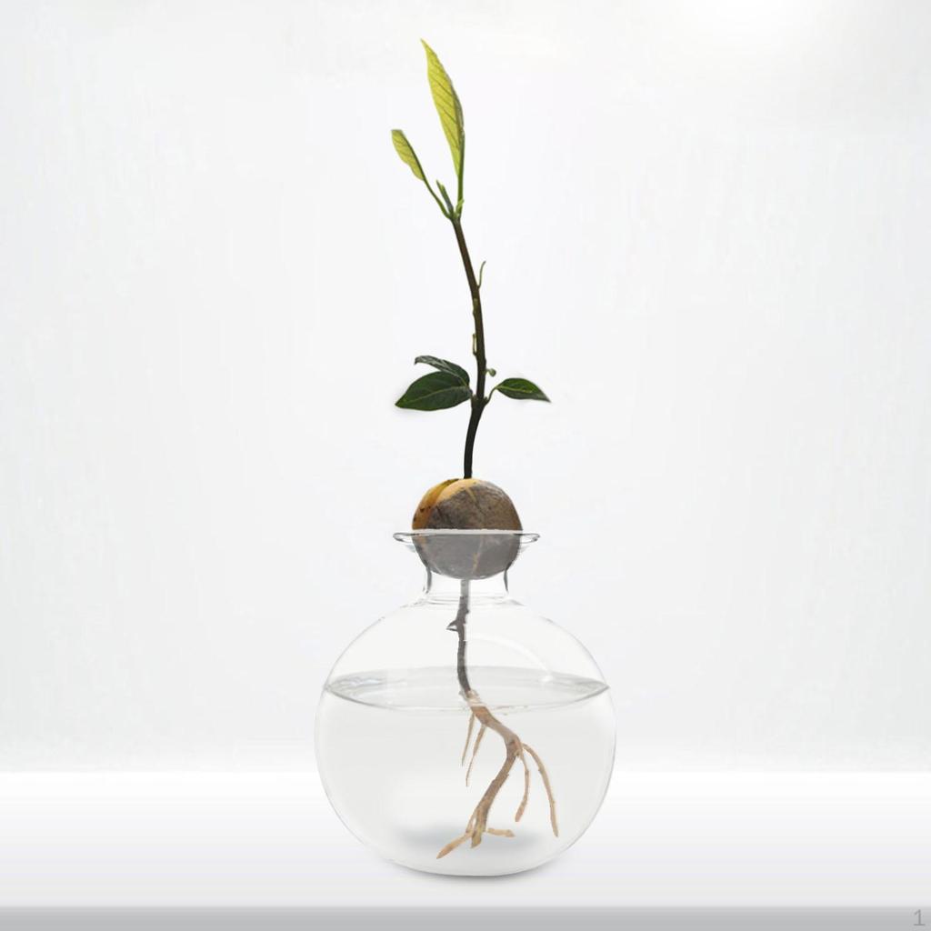 Avocadokerne züchten – Moderne Glasvase für Pflanzenliebhaber