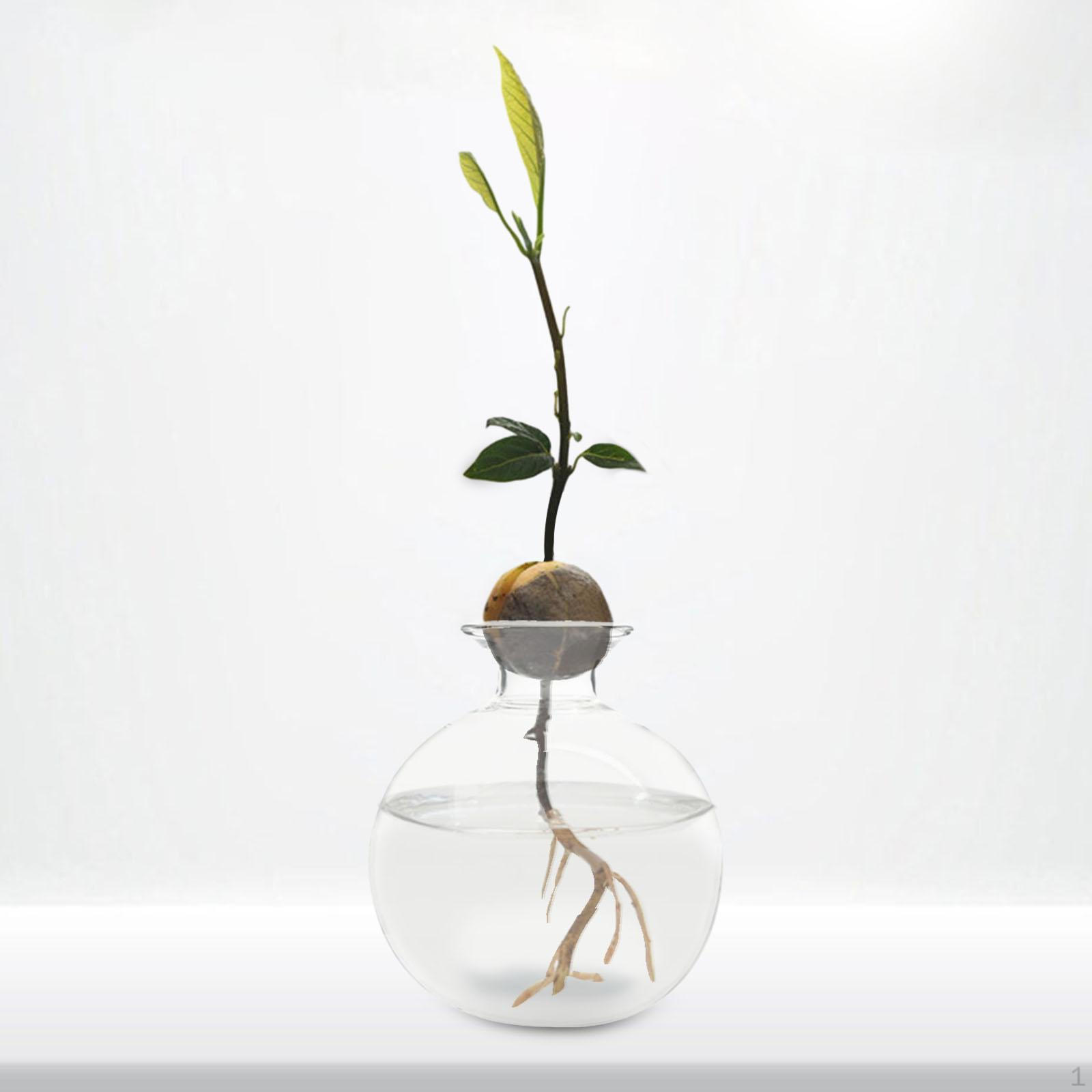 

Выращивание косточек авокадо — современная стеклянная ваза для любителей растений Style B