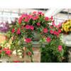 1 Bunch Simulation Hanging Flower Plastic Rattan Decorative Flower Hanging Wall Artificial Flower