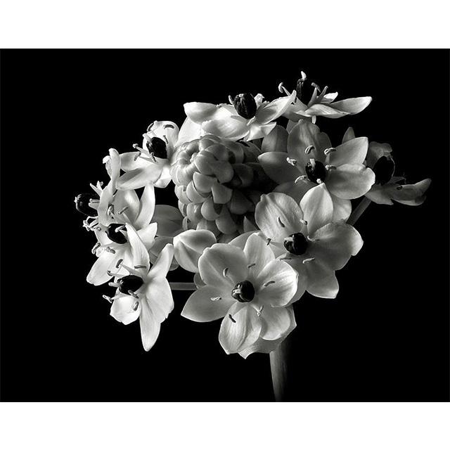 

Черно-белые цветы Подсолнух Лилия Принты Постер Холст Картина Современное Настенное Искусство Картинки Для Гостиной Спальни Домашний Декор 21x30cm No Framed