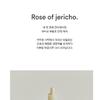 Abib - Jericho Rose Bifida Serum Firming Drop