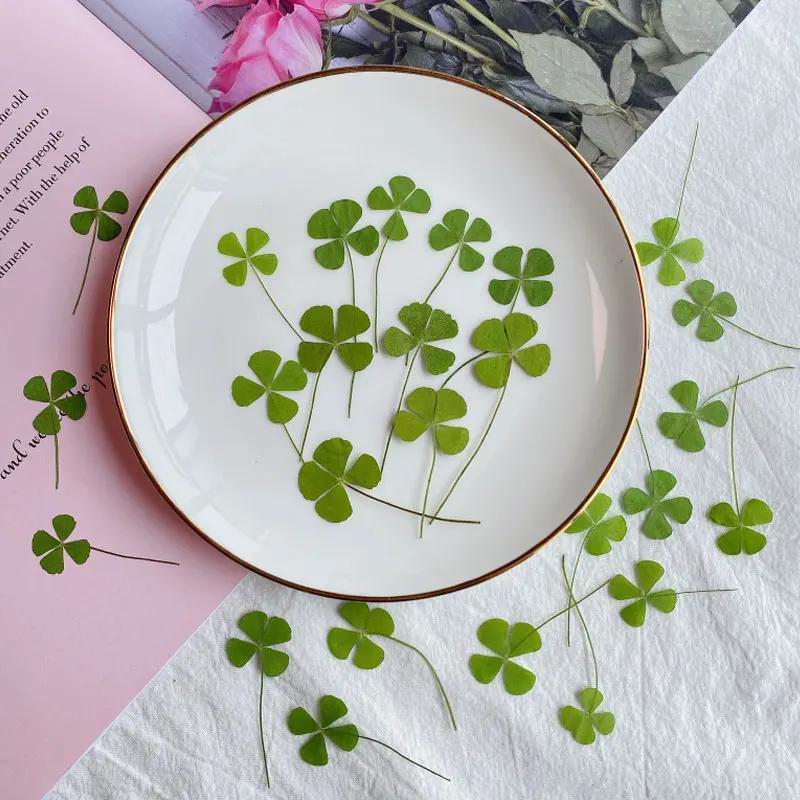 

Clover Pressed Flower for Gem Leaf Phone Case, Plant Specimen, New, 2025 S 1-1.5CM