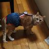 Cartoon Female Cat Dog Shorts Underwear Pet Physiological Pants Diaper Briefs For Small Girl Cats Dogs Siamese Mascotas Panties
