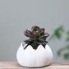 European-Style Simple Home Gardening Creative Succulent Flower Pot, Japanese-Style Grocery Cartoon Ceramic Flower Pot Small Potted Plant