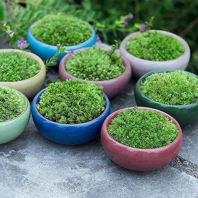 Roztomilá ledová glazura Květinová keramika Sukulentní květináč Mini květináč Zahradní květináč pro dekoraci domácí kanceláře květináč