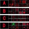 Outdoor Waterproof Laser Projector: Red & Green Multi-Pattern Lights for Holiday Atmosphere