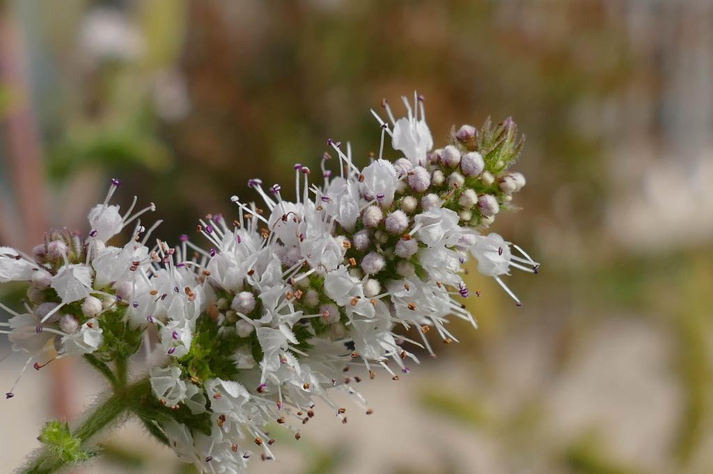 SAFLAX Garden In the Bag - Mexican Nana Mint - 500 Seeds - With Substrate In a Fitting Stand Up Bag - Mentha Spicata