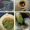 Handmade Grass Woven Bird Nest Xuan Feng Parrot Hummingbird Hanging Birds House Pet Supplies Poultry Toys Grass Nest BreedingBox