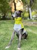 Sleeveless Pet Dog Vest,Quick-Dry Breathable Tee for Small Medium Dogs, Outdoor Dirt-Resistant Puppy Clothing & Summer Drysuit