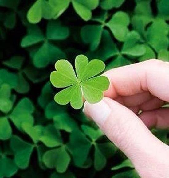 Tfb 2021 Flower Clover Light Premium Ballpoint Yasutaka Takeuchi F-STYLE Pen, Four-Leaf Design, Blue, Pen,