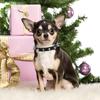 Dog Collars for Small Dogs Spike Rivet Pu Leather Studded Spiked Puppy Collar for Small Breed Pet Boy Dogs Male Cat Chihuahua