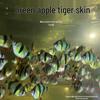 Tigerfish Collection: Fluorescent Green, Golden, Tropical Small Freshwater Schooling Pet Fish