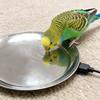 Poultry Drinking Water Constant Temperature Base Safety Chicken House Water Heater Heating Constant Plate Breeding
