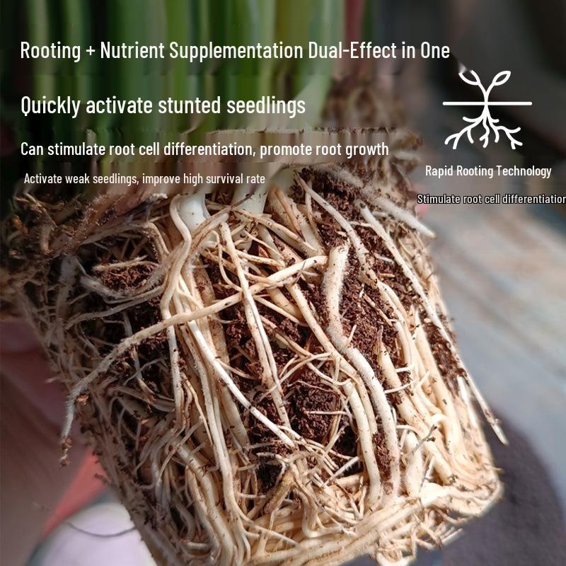 Schnellwurzelndes Pulver: Baum-, Pflanzen- und Blumensämling-Verpflanzmittel