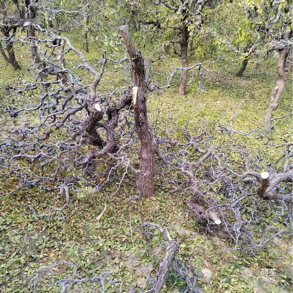 Asian-Inspired Floral Arrangement: Withered Jujube Branches for Home, Hotel, or B&B Decor