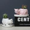 Cute Cat Ceramic Succulent Planter with Tray - Creative Animal Shape Flower Pot for Cactus/Bonsai/Indoor Plants - Home