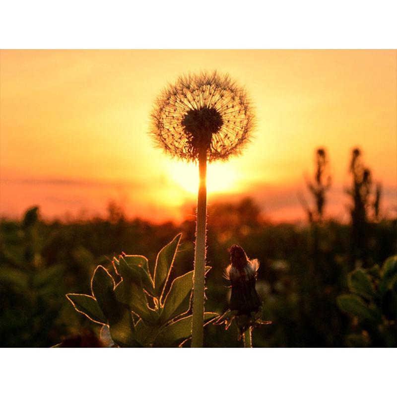 Diamantmaling Løvetann Full Firkant Mosaikkkunst Solnedgang Diamantbroderi Landskap Bilde av Rhinestone Hjemmedekor