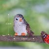 TDStore Cute Simulation Bird Animal Mini Figurine Model DIY Landscape Garden Ornament