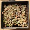 Rare Lithops Succulent Pot: Diverse Colors & Varieties