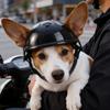 With Ear Holes Dog Cat Helmets Adjustable Dog Helmet Hat Pet Motorcycle Helmet  Pet Accessories