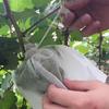 100Pcs Non Woven Grape Protective Bags Waterproof Breathable Prevent Birds Rain Damage For Orchard Home Garden Use