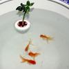 Suction Cup Floating Aquatic Plant Basket Plastic Hydroponic Plant Holder  Aquatic Environment