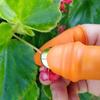 Dopbonen plukken Knijpen van groenten Duimmes voor het selecteren van groenten Plukgadget Tuinmes en schaar